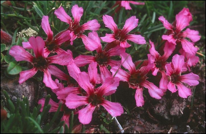 Saponaria pumila / Saponaria nana